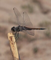 Tramea cophysa