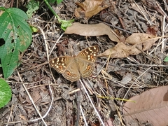 Junonia erigone