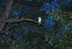 Tyto alba