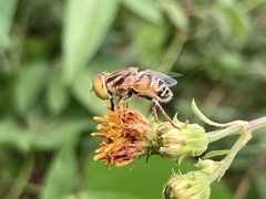 Eristalinus megacephalus