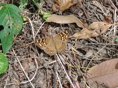 Junonia erigone