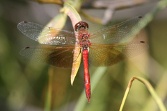Sympetrum semicinctum occidentale