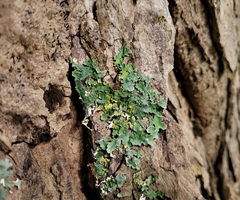 Ricasolia quercizans