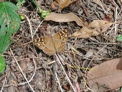 Junonia erigone