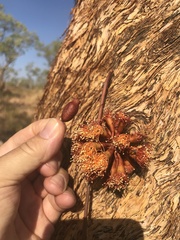 Eucalyptus phoenicea