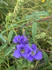 Gentianopsis crinita