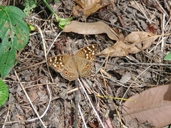 Junonia erigone