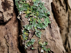 Ricasolia quercizans