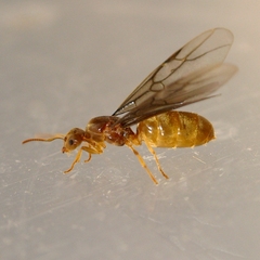 Cautolasius