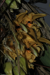 Stanhopea wardii