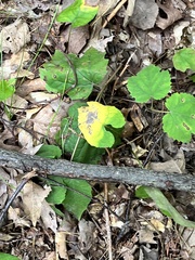 Acericecis ocellaris