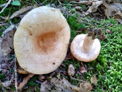 Lactarius torminosus