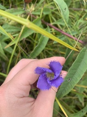 Gentianopsis crinita
