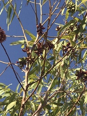 Eucalyptus phoenicea