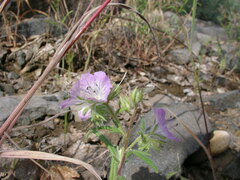 Phacelia linearis