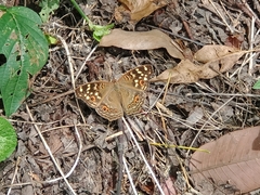 Junonia erigone