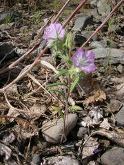 Phacelia linearis