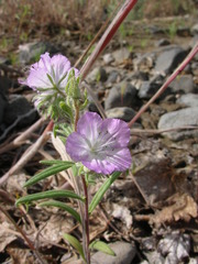 Phacelia linearis