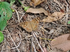 Junonia erigone