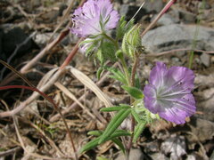Phacelia linearis