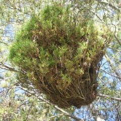 Phytoplasma trifolii