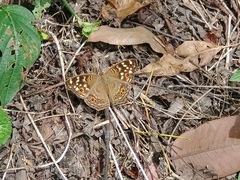Junonia erigone