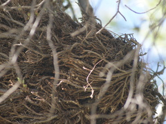 Phytoplasma trifolii