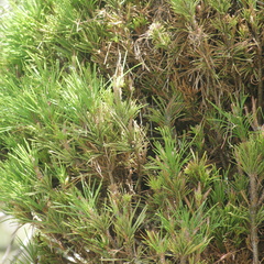 Phytoplasma trifolii