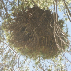 Phytoplasma trifolii