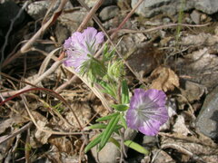 Phacelia linearis