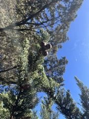 Cupressus macrocarpa