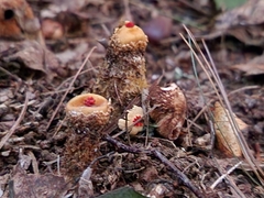 Calostoma ravenelii