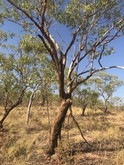 Eucalyptus phoenicea