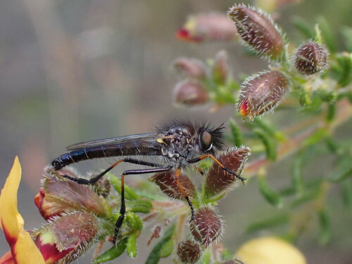 Broticosia paramonovi