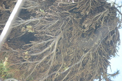 Phytoplasma trifolii