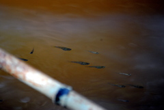 Phalloceros caudimaculatus