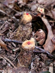 Calostoma ravenelii