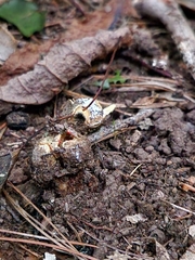Calostoma ravenelii
