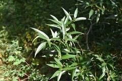 Salix lucida