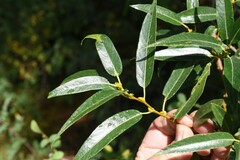 Salix lucida