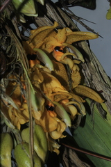 Stanhopea wardii