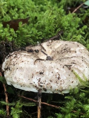Russula delica