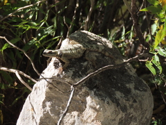 Sceloporus poinsettii