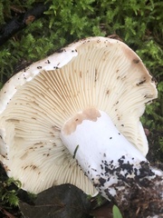 Russula delica