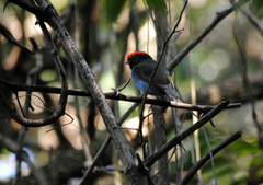 Chiroxiphia caudata