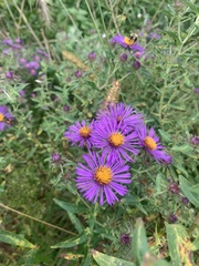 Symphyotrichum novae-angliae
