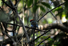 Chiroxiphia caudata
