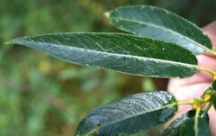 Salix lucida