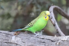 Melopsittacus undulatus