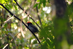 Chiroxiphia caudata